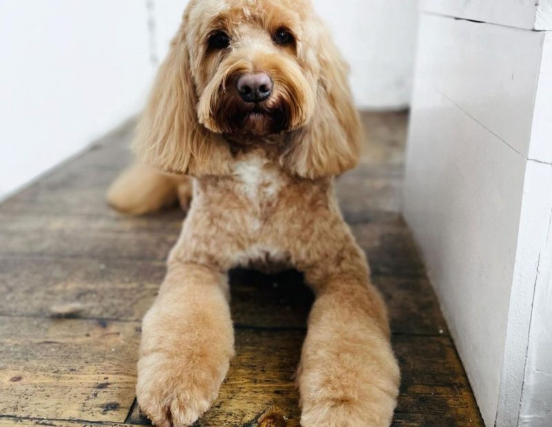 Bath, Brush, Fluff & Dry