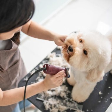 groomer-and-white-dog-969094132-2000-c6a957c9f7d04dceb4f16101a8997d92