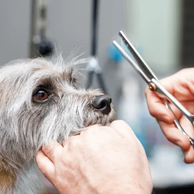 professional_dog_groomers